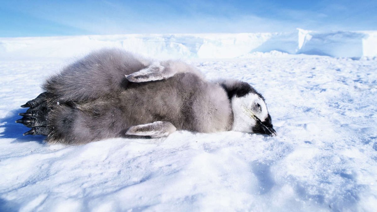 BILD's tweet photo. In der Antarktis: Ein Eisberg von der Größe Roms tötet 150.000 Pinguine. https://t.co/XD3J6Np4Fw https://t.co/W68SNOOJv1
