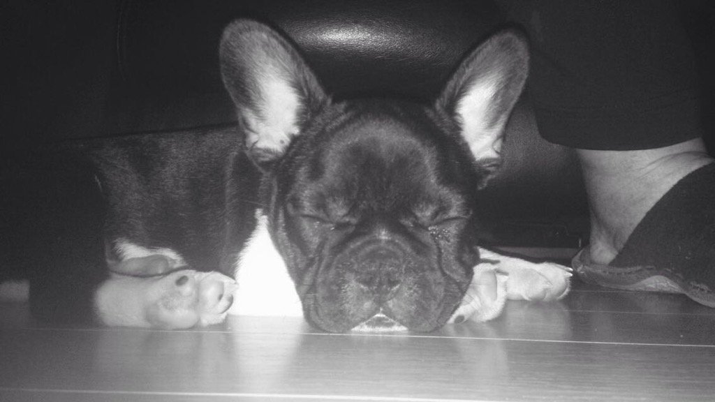 bigdogofdinno's tweet photo. Mi little boys birthday present #bulldog #buzz https://t.co/d2ogfxKXeE