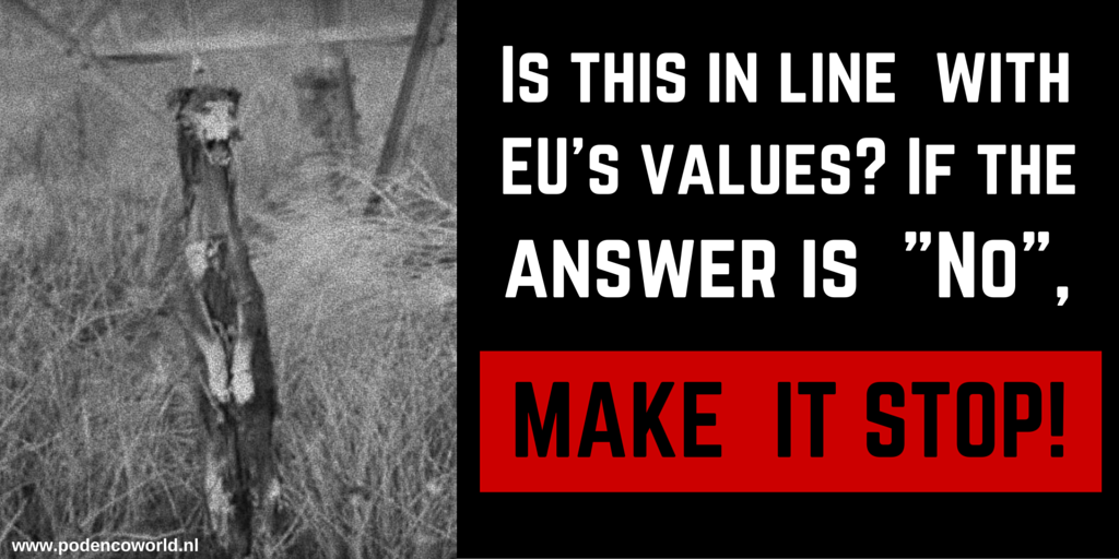 .<a href="/VSinkevicius/">Virginijus Sinkevičius</a> The ongoing torture &amp; massacre of stray animals including hunting dogs is against all EU values #DiaDelGalgo #Galgos #Podencos