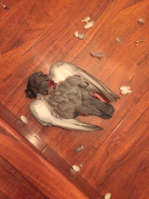 Omg cats dragged in another bird tonight... https://t.co/PQTfsetiGR