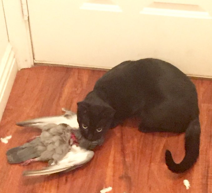 Omg cats dragged in another bird tonight... https://t.co/PQTfsetiGR