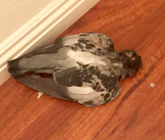 Omg cats dragged in another bird tonight... https://t.co/PQTfsetiGR