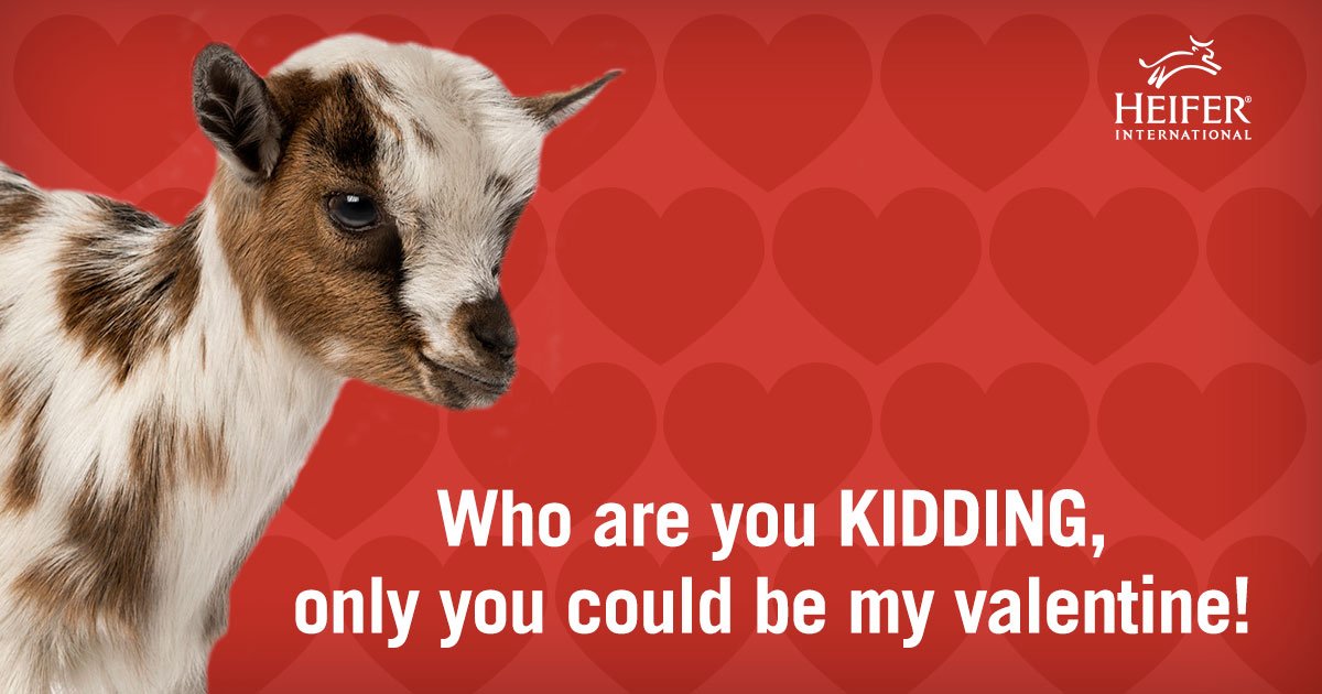 Heifer's tweet photo. Will you be our Valentine? #GiveHeifer https://t.co/ytJDfAX9QY https://t.co/EmcEP0Z1Vk