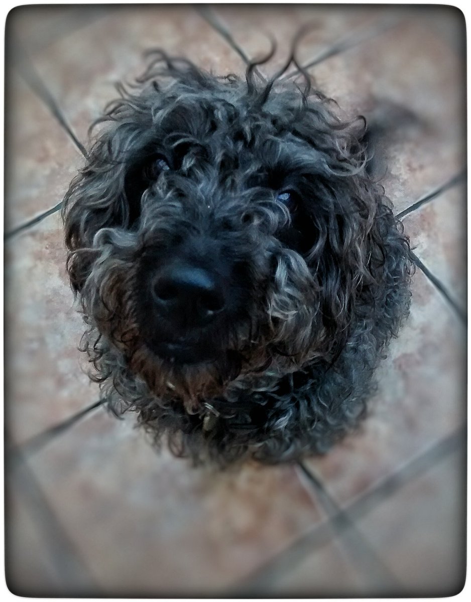 cpyattpetcare's tweet photo. Our new little house guest #dogwalking #doghosting #cumbria https://t.co/YZ58Erdwlh