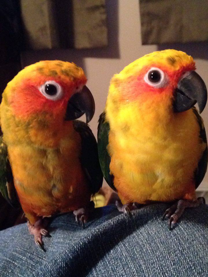 LoversParrots's tweet photo. https://t.co/nEgJ24wGub #parrots #birding #LoveYourPets #birds #animals #pets #bird #adorable #cute https://t.co/Zu20EzfVPU