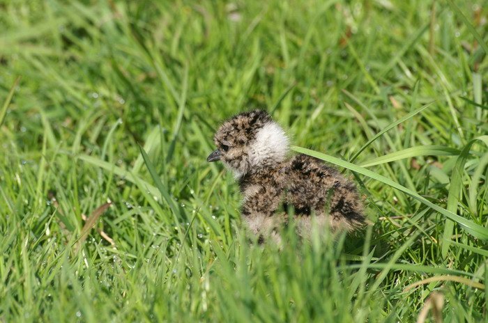 LandschappenNL tweet media