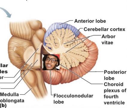 Wu Tang Medical on X: "The flocculonodular lobe AKA the Waka Flocka lobe  keeps you leaning. #BlessUp https://t.co/A97DKOzVFY" / X