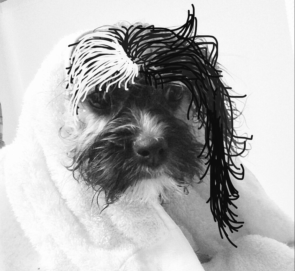 AtomDraw's tweet photo. We get to puppysit a moist towelette this weekend π#MadeWithAtomDraw https://t.co/lqAZxiedeZ
