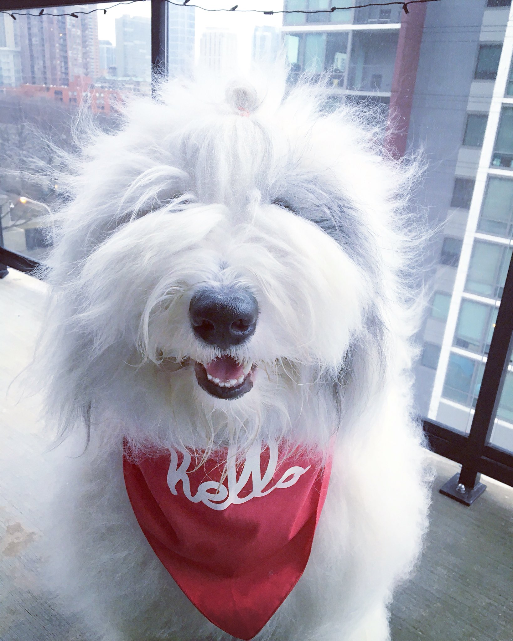 Rocco the hot sale sheepdog