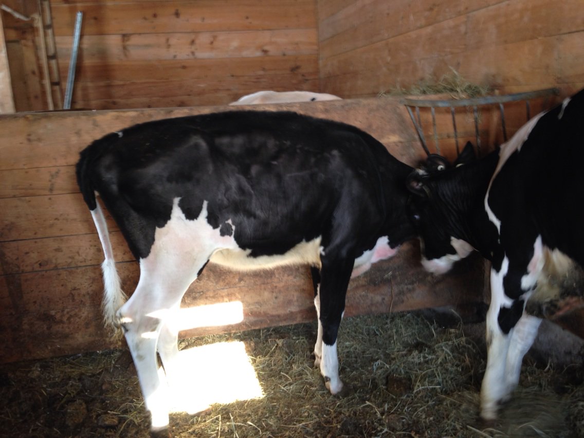 KevinSundborg's tweet image. Cold morning no choice but to eat ! #polledpower