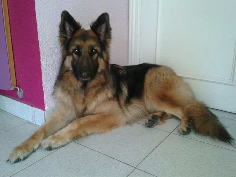 NuriaCruzSa's tweet photo. Onak, el campeón de casa, ya lleva con nosotros 5 años, es un solete #QuieroMasAMiPerro https://t.co/1JQs1068D4