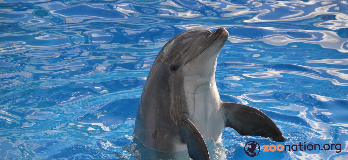 ZooNationOrg's tweet image. #dolphins inspire people to protect and conserve our ocean! #zoos inspire millions each year #WeLoveDolphinsEveryday