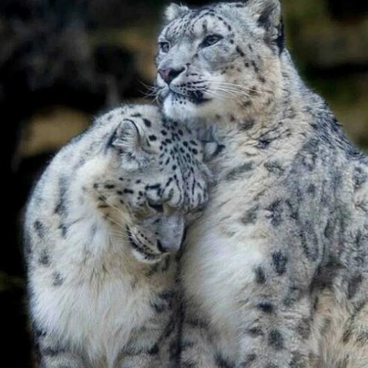 action_earth's tweet photo. Valentines day should teach us to love animals too #animals #animalrights https://t.co/K0eY3BlDeN https://t.co/NtoEq5YTHX