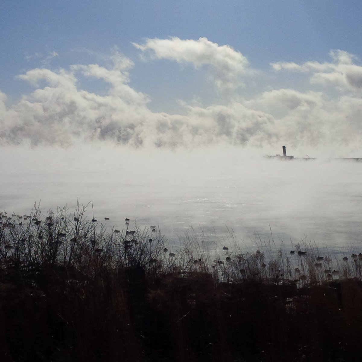 Peel_Paramedics's tweet photo. This looks very cold. Not safe for humans but good day for a duck? @weathernetwork #mississauga #lakeontario #fog https://t.co/wviiwd16AI
