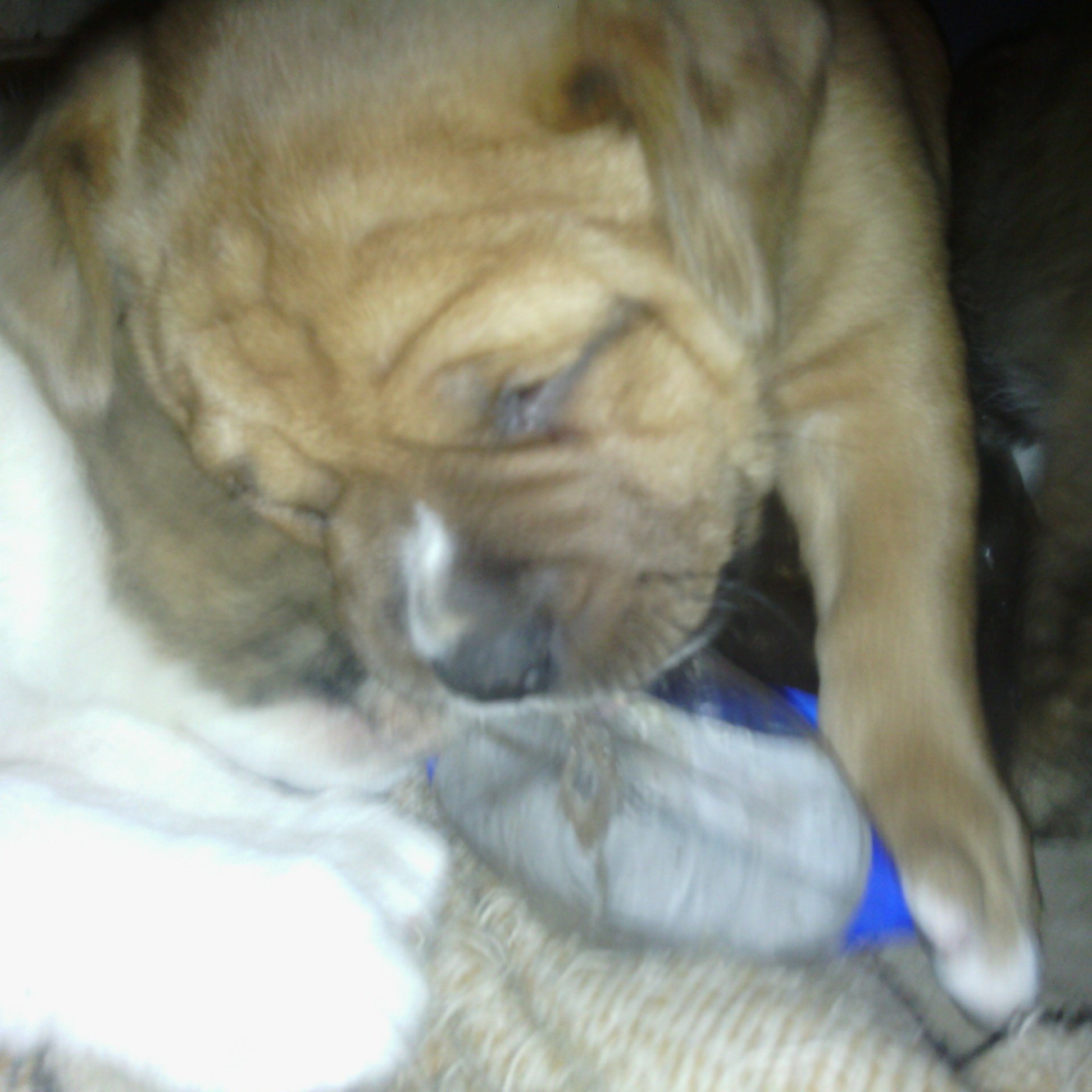 Bullweiler puppies cheap