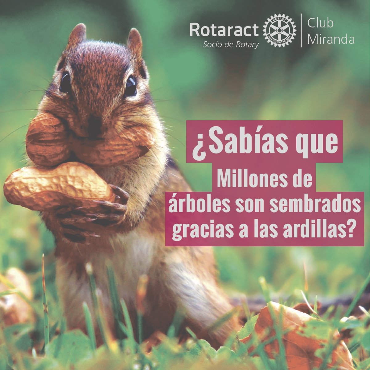 RotaractMiranda's tweet photo. Quieres saber por que?Rotaract Miranda https://t.co/KMy6QgQ8gG lo aclaramos #sabiasque #curiosidad #rotary #rotaract https://t.co/52IO1J8nsm