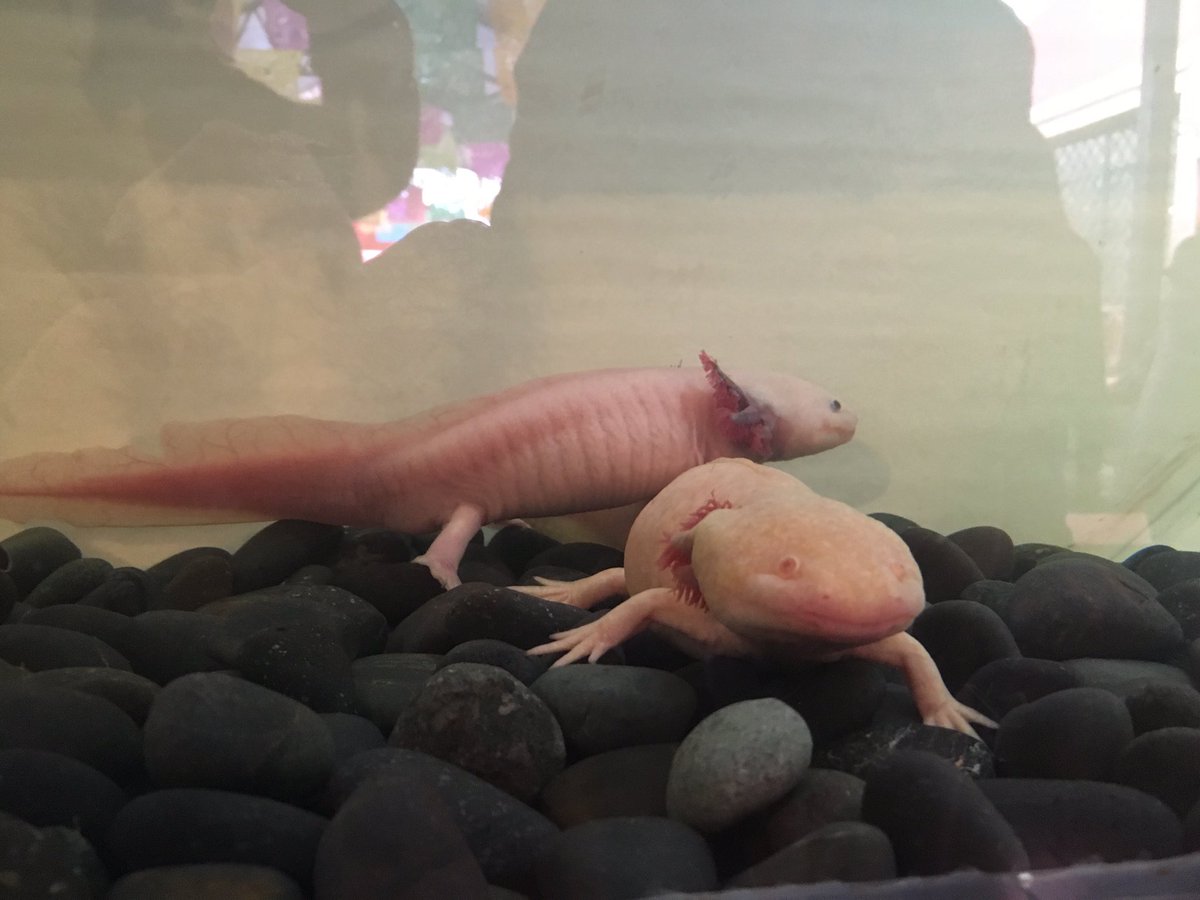 lachinampa's tweet photo. El "Axilotl" o ajolote una de las especies endémicas de Xochimilco! Especies albinas! @Sabores_Origen! https://t.co/lEVgEDgUvl