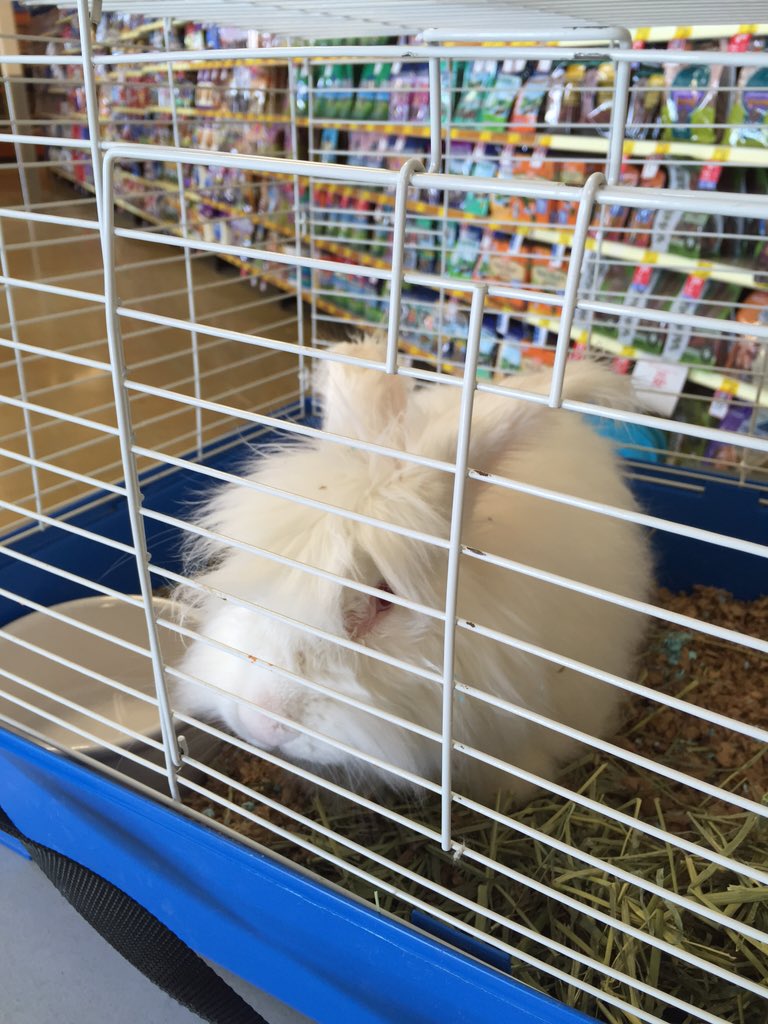 nmgiles3's tweet photo. Blizzard is here looking for a forever home! Come meet him in the Raynham, MA location! #adoptlove #eastpetm https://t.co/vtn9x4bRMk