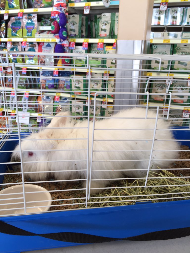nmgiles3's tweet photo. Blizzard is here looking for a forever home! Come meet him in the Raynham, MA location! #adoptlove #eastpetm https://t.co/vtn9x4bRMk