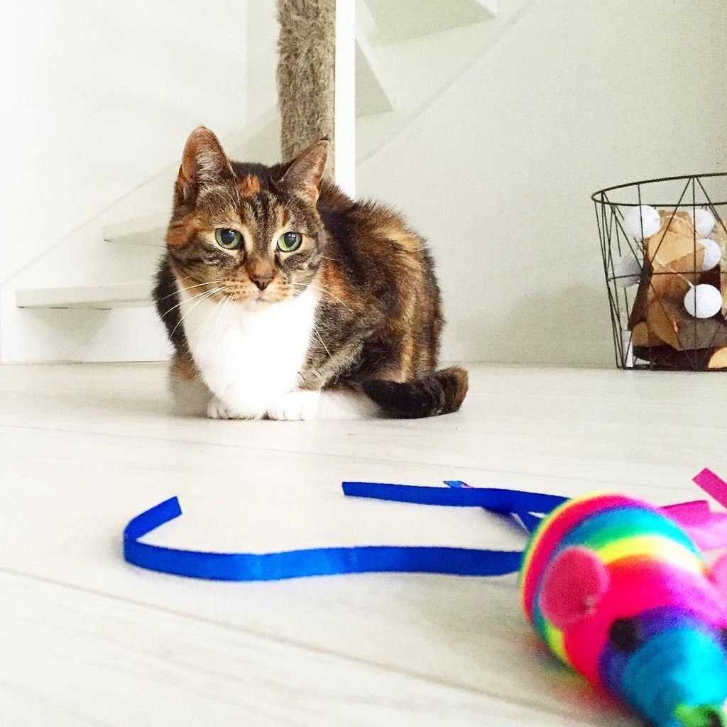 Chatchatcatcat's tweet image. Muis #fmsphotoaday #fms_pet #pet #cat #muis #meow #instacat #catstagram #catsofinstagram #littlemomentsapp #nothing…