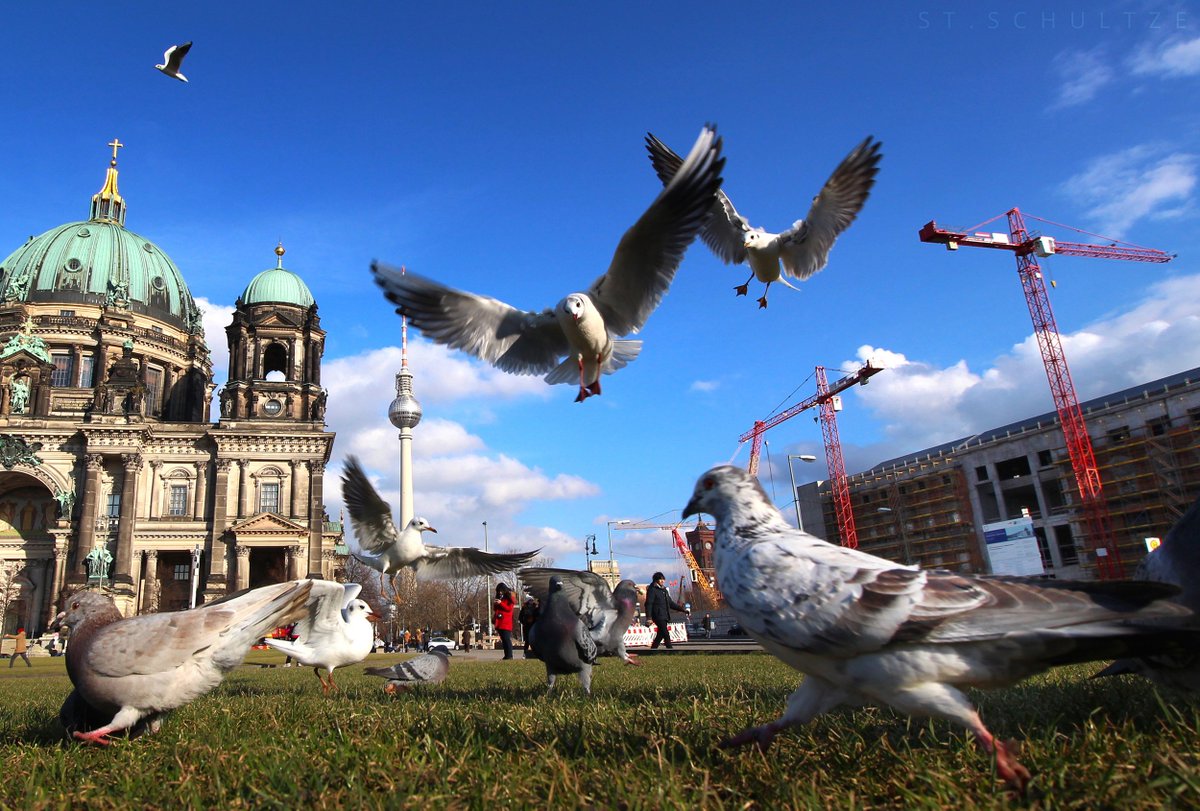 stschultze's tweet photo. NEW #BERLIN birdies moments seen just yesterday:
Don´t u think they´re the better posers 😀
#street #lp #photography https://t.co/zsG1wDeENd