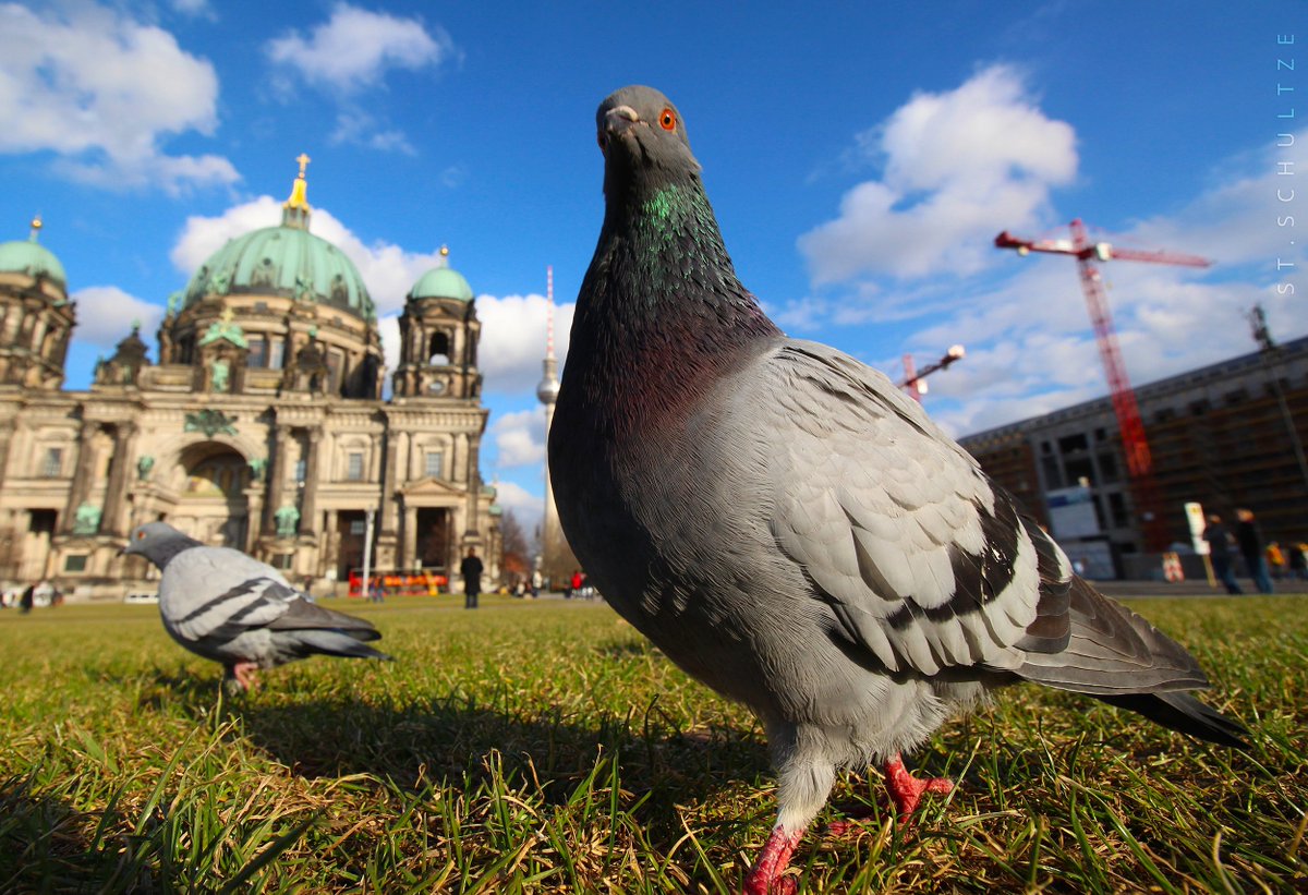 stschultze's tweet photo. NEW #BERLIN birdies moments seen just yesterday:
Don´t u think they´re the better posers 😀
#street #lp #photography https://t.co/zsG1wDeENd
