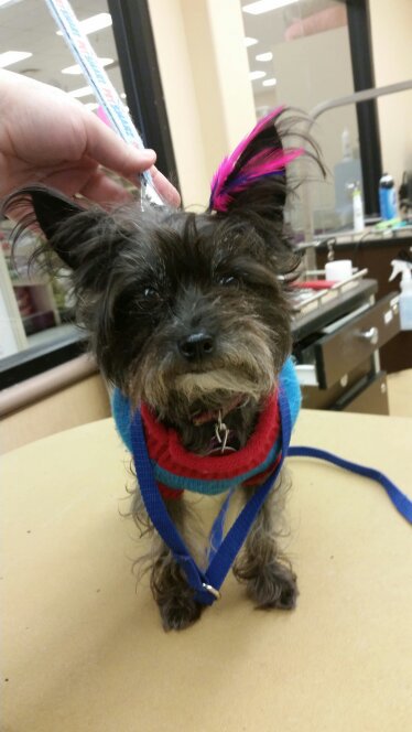 pet_smart1390's tweet photo. Nala is all ready for Valentines fun! https://t.co/QltMza96wg