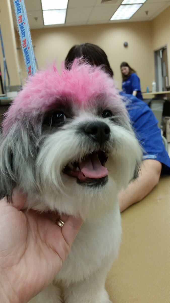 pet_smart1390's tweet photo. Rose is super excited about her ne pink hair-do! #petexpressions https://t.co/YNnezRTmQf