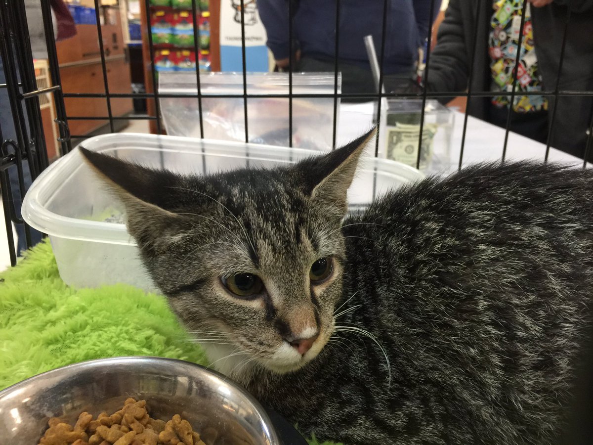 ches_squa's tweet photo. Meet Brody..."I'm a cuddler" 
#NAW #ruffroadrescue #adoptlove https://t.co/Y9nR0amT2U