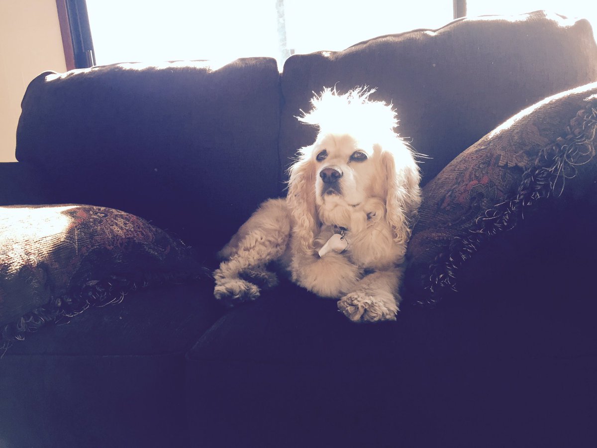 KatrinasTrigger's tweet photo. Just catching some rays #SunnySpot #AfterBreakfast #DogsLife #CockerMania #KeepingMommyCompany #ShesAlwaysWorking https://t.co/h3Q0Q6BUEN
