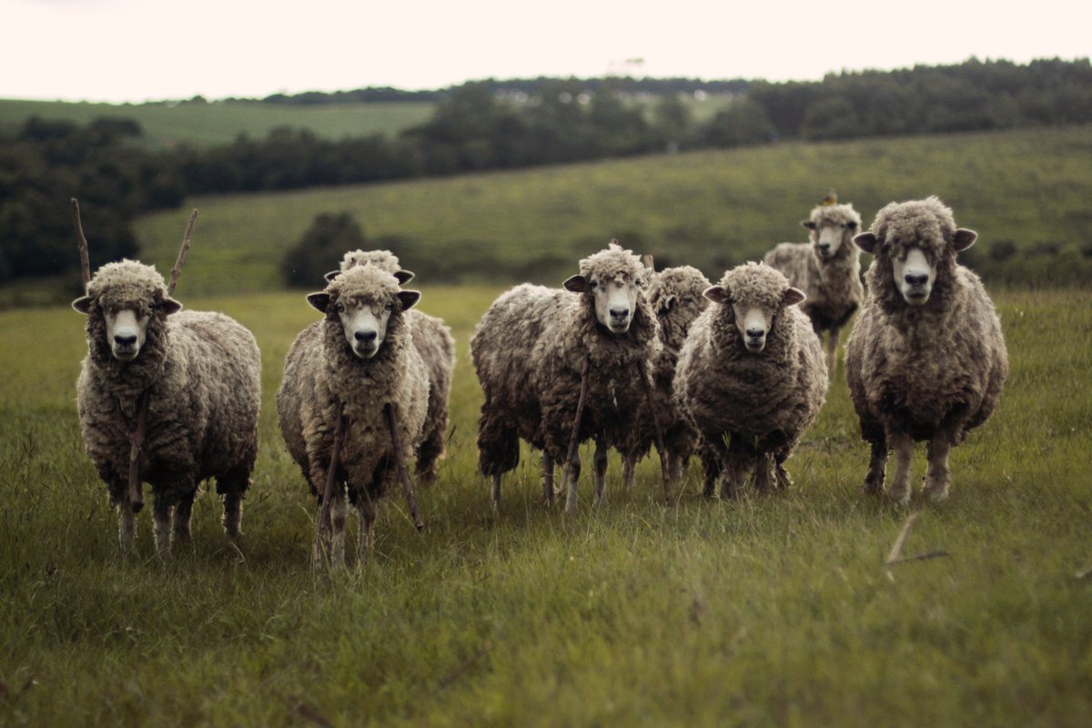 Allbirds's tweet photo. Meet our muses #woolmade #weareallbirds https://t.co/1tN14spfNx