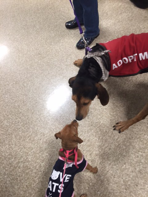 kevloll's tweet photo. NATIONAL ADOPTION WEEKEND PETSMART, MAKE NEW FRIENDS AND FIND A NEW LOVED ONE WHO IS IN NEED..RICHMOND#adoptlove https://t.co/UXkcmOmsL8