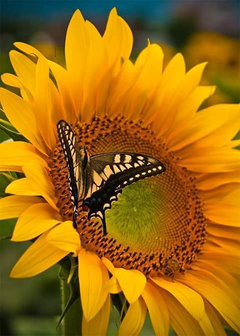 salm!!! (@sallm_asmael) on Twitter photo 