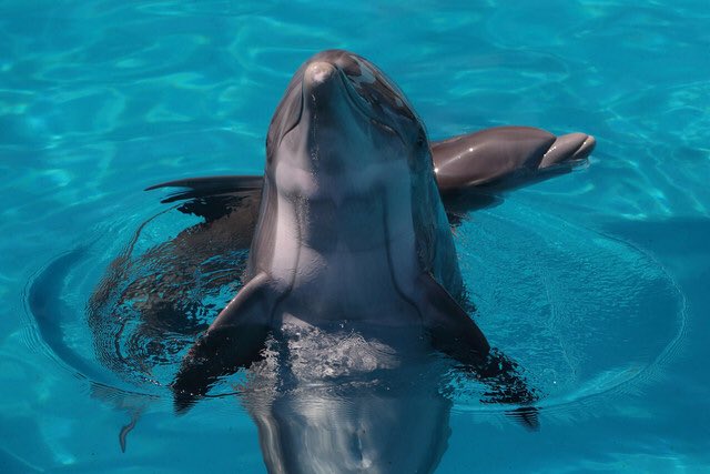 sixflagsDK's tweet image. We celebrate amazing dolphins☀️every single day! #WeLoveDolphinsEveryday #AMMPA.