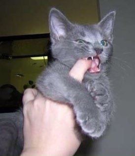 That finger is not a chew toy Kitty #kitten #adopt #cute #capecod