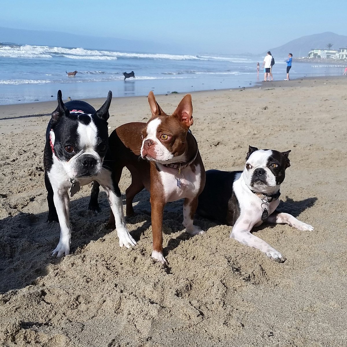 campreadsmore's tweet image. #BostonTeaParty 🐶 🐶 🐶  #TheRealRoxy #librarymascot (s)