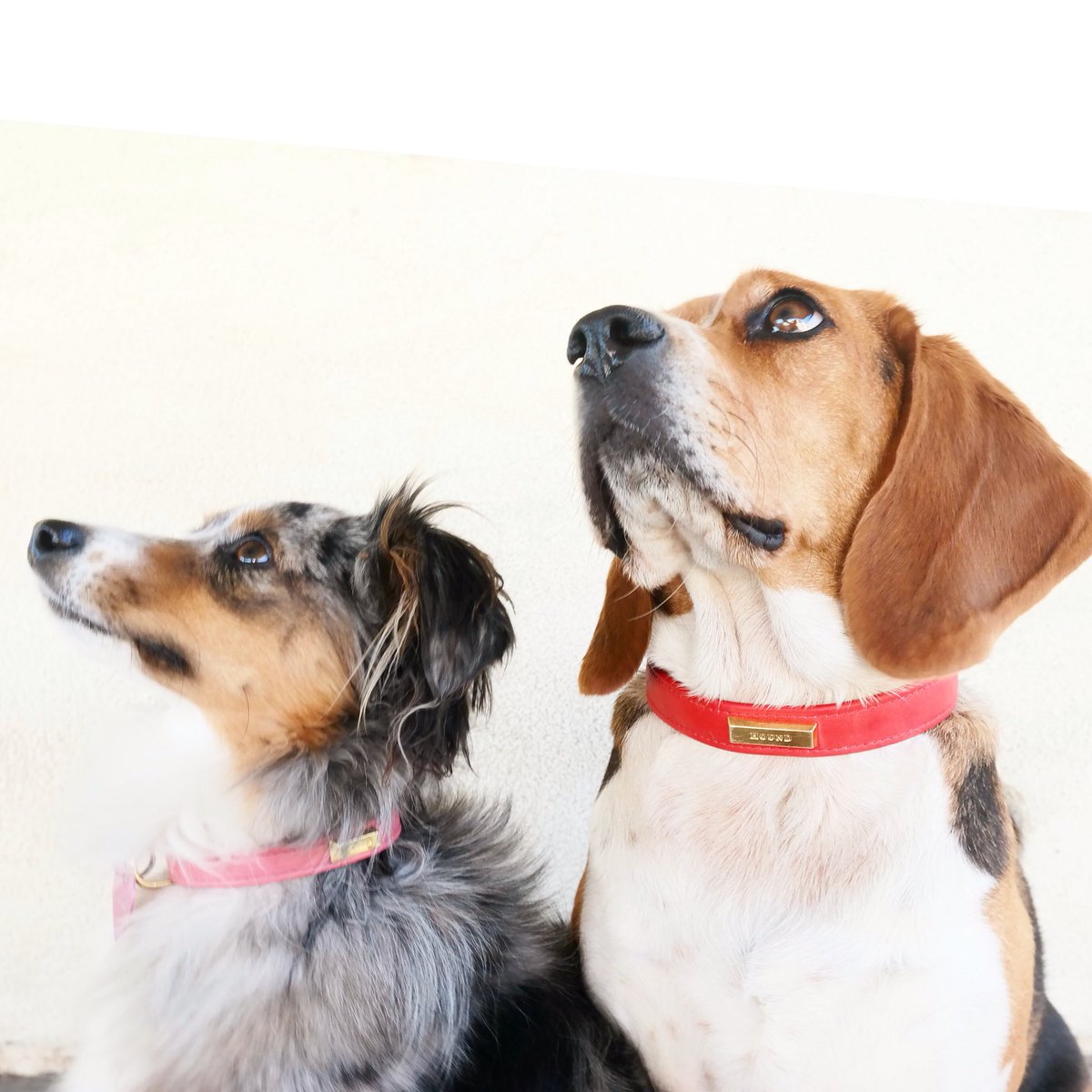 maximilentine's tweet image. Back to the beginning of @HoundCollection. 🙌