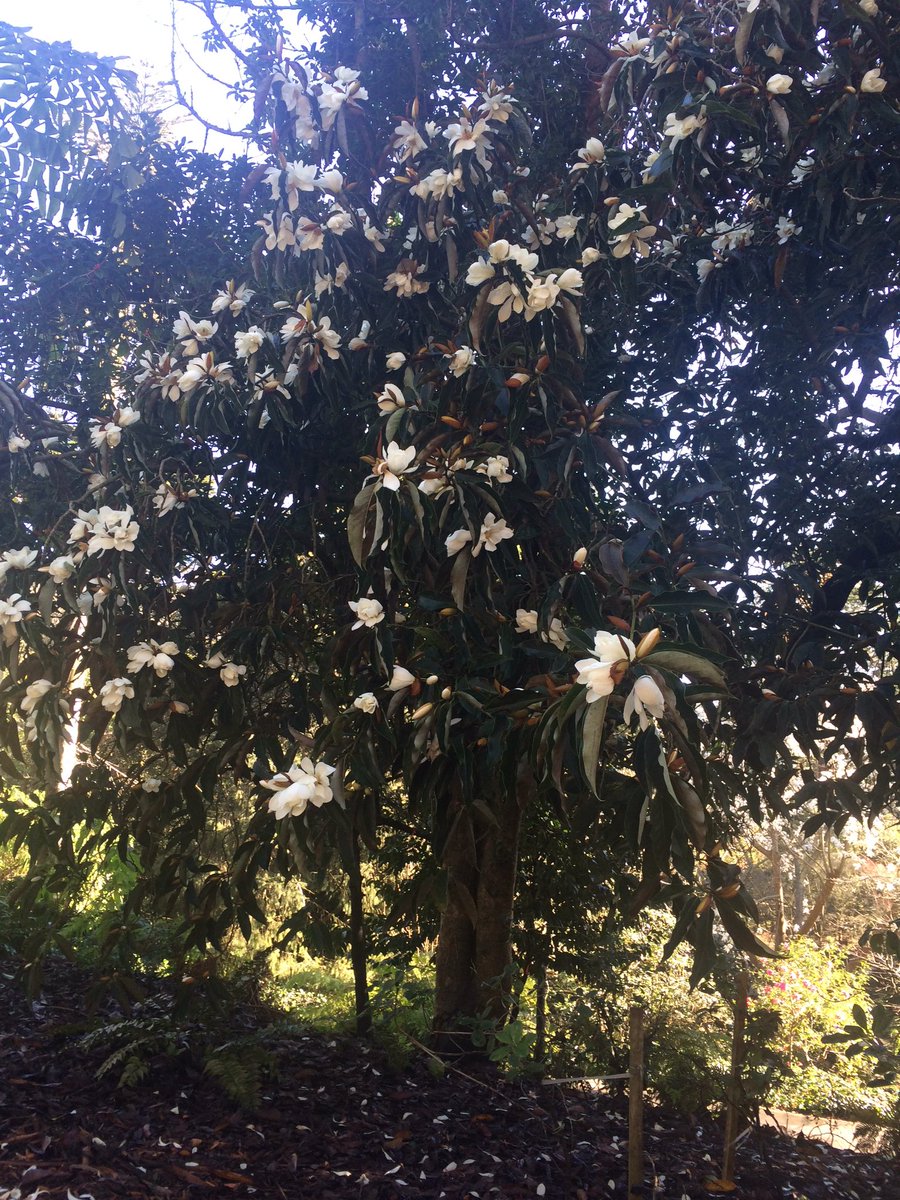 the_vig's tweet photo. Greatest collection of Magnolias in North America at Strybing. Don't just hit "like", get your butt out here. https://t.co/5fK2JvRnHF