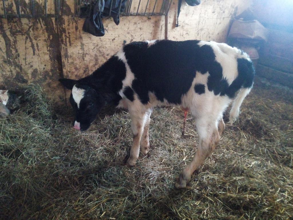 Shore-View Holsteins (@SVHolsteins)  X