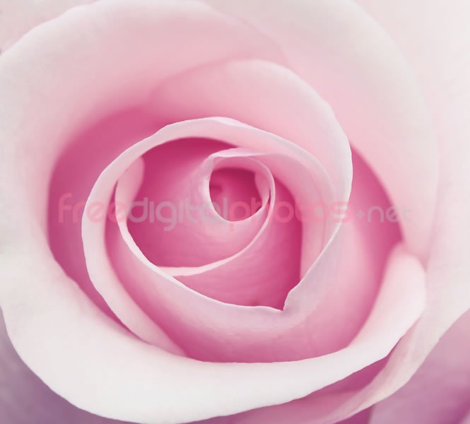 fdigitalphotos's tweet photo. Which colour rose? Pale pink roses suggest grace and happiness. #ValentinesDay https://t.co/kwY1h1ENLV