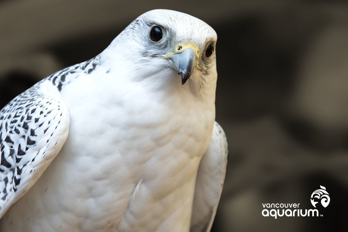 ArcticConnect's tweet photo. Visit us this wknd for an #Arctic show, a gyrfalcon meet and greet and a last chance to see Portraits of Resilience. https://t.co/KBrAomJnNY