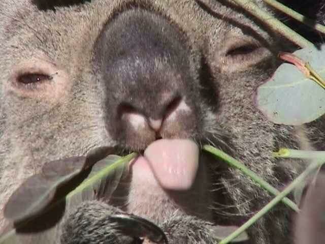 uronpet's tweet image. 