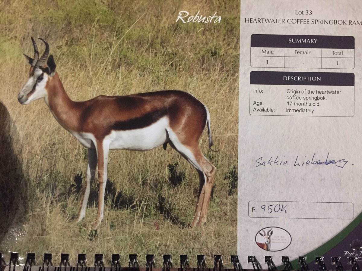 lhclaassen's tweet photo. Congrats to Oom @SakkieLie on purchasing a Cofee #springbok Ram for 950K from #pietdutoit16 auction. @wildswinkel https://t.co/KcrxRy605c