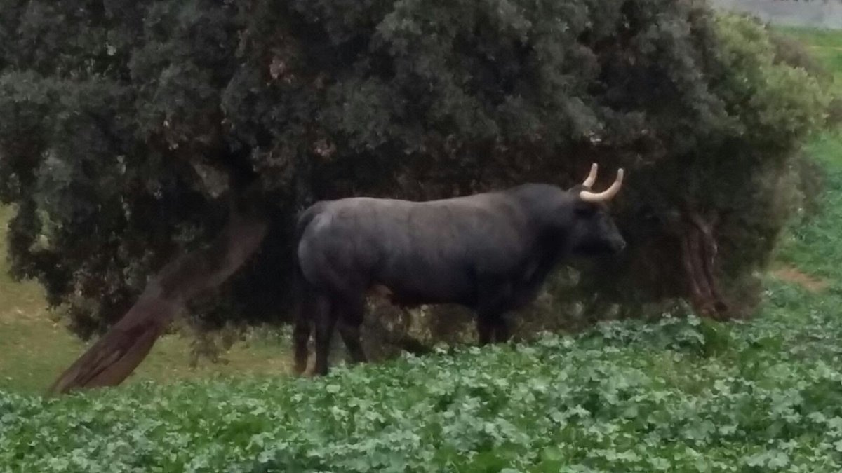 Cuajo,trapio,seriedad,hechuras para mi cerca de la perfeccion luego en el ruedo Dios dira espero que no se equivoque