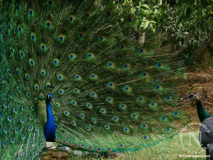 CheerNature's tweet photo. https://t.co/IpySm9cZtq
Valentine's day special Video: Wild peafowls' Dance Drama https://t.co/ht4NGw7vaw