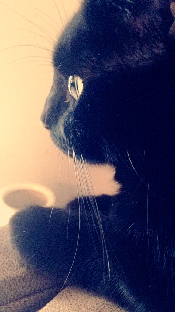 RubyTheCatt's tweet photo. Happy #Caturday 😸 https://t.co/5qsJ05Q3YN