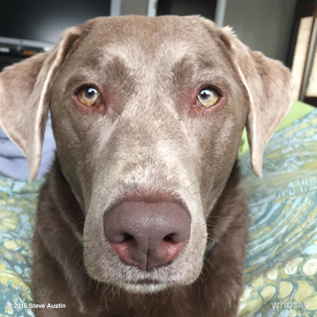 steveaustinBSR's tweet photo. Moolah trying to talk me into going for a walk. https://t.co/B4PwUuTN4B