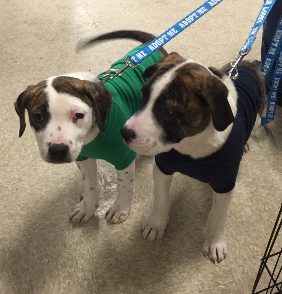 hdmuscle12's tweet photo. They have to take both of us we are brothers #adoptlove @PetSmart @1651 https://t.co/abw08mqZfS