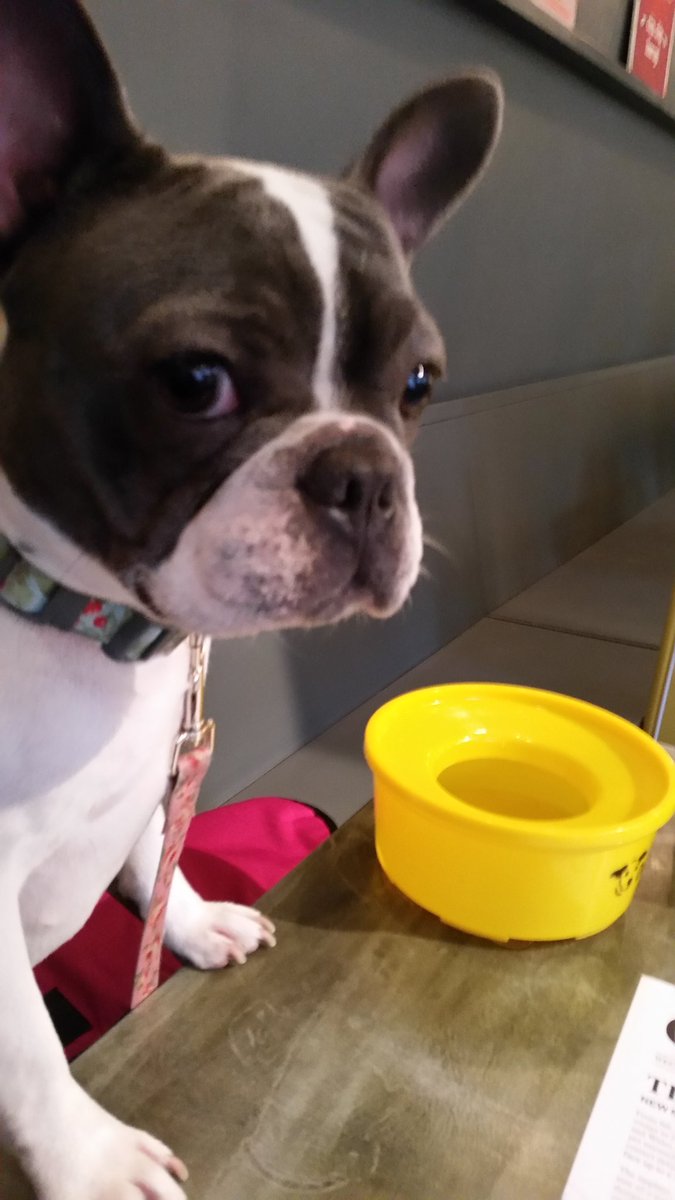 yaumatron's tweet photo. @DogsTrustPR Milly says thank you to all at #MicroChippy for the tasty food and wonderful service! https://t.co/B7XpmGSfyQ