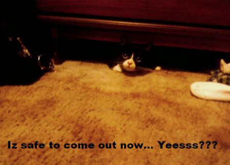 LOL_Cats (@lolcats_fun) on Twitter photo 